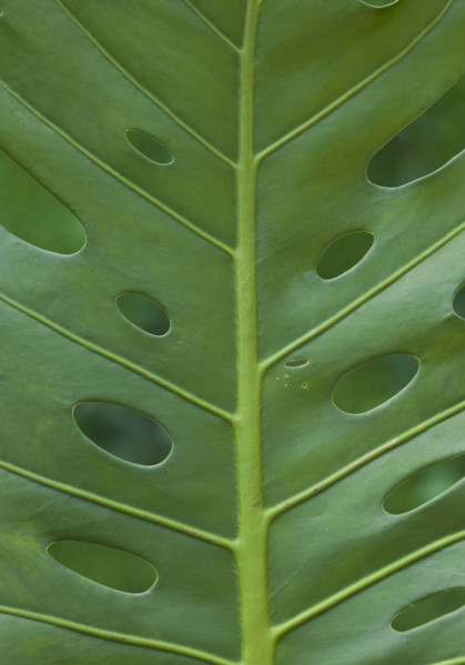 Close up of tropical leaf.