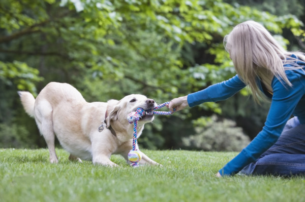 Girl playing tug-of-war with dog. Date : 2008