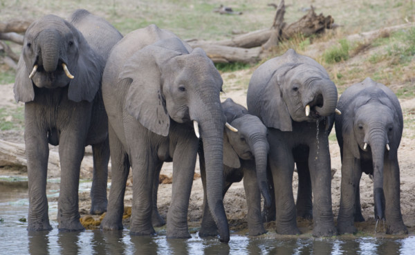 Elephants drinking water. Date : 2008