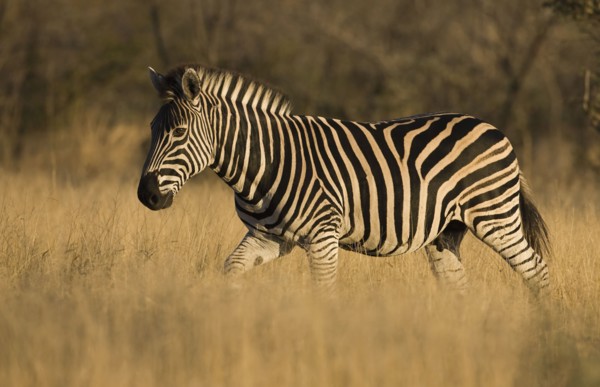 Zebra walking in grass. Date : 2008