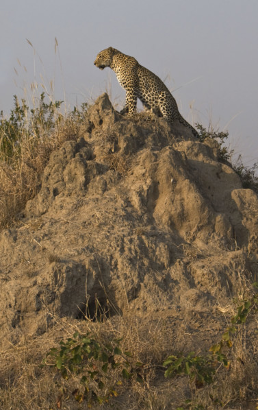 Leopard sitting dirt mount. Date : 2008