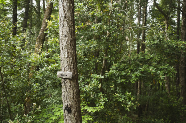 Trail sign on tree in forest. Date : 2008