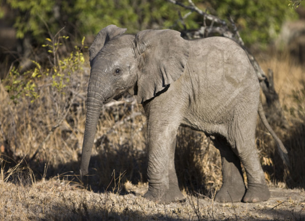 Baby Elephant. Date : 2008