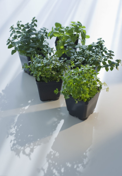 Thyme and basil plants.