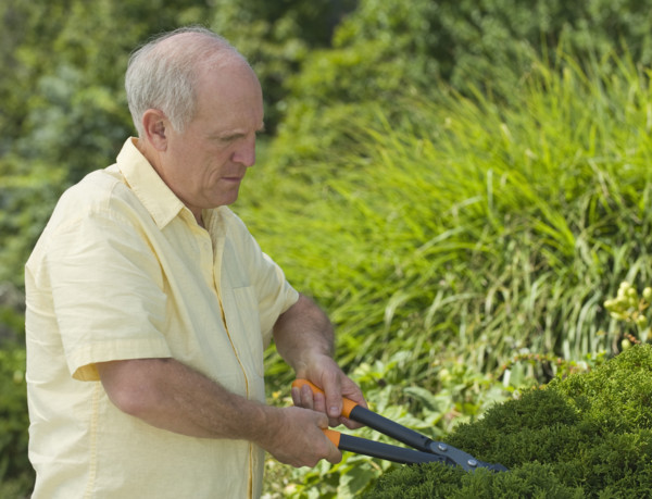 Senior man pruning hedges.