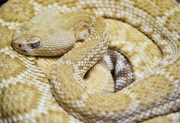 Close up of Western diamondback rattlesnake.