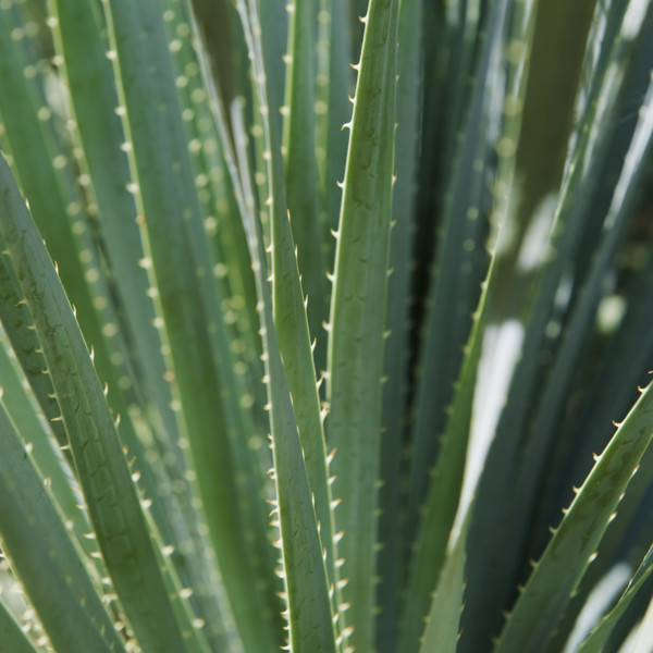 Close up of agave plant.