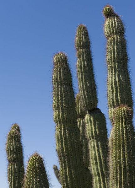 Organ Pipe Cactus against blue sky.