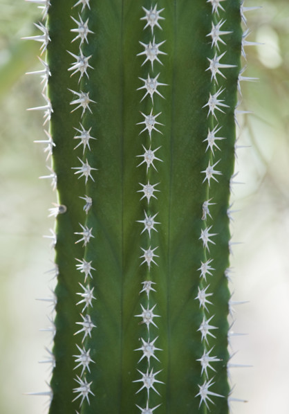 Close up of cactus.