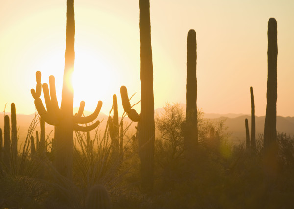 Sun setting behind cactus plants, Saguaro National Park, Arizona.