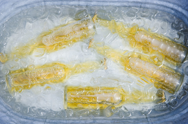 Beer bottles in bucket of ice. Date : 2008
