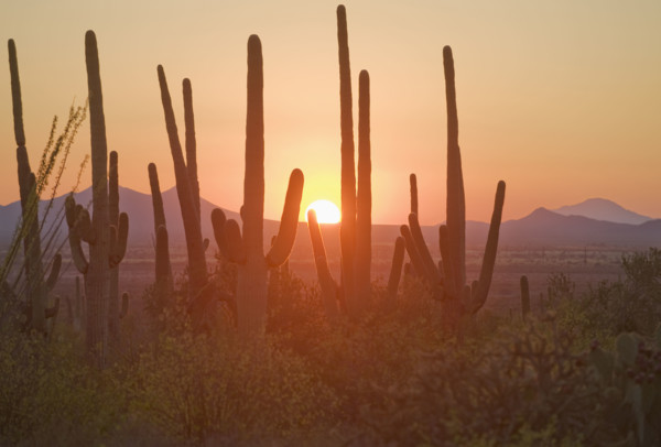 Sun setting over Saguaro National Park, Arizona.