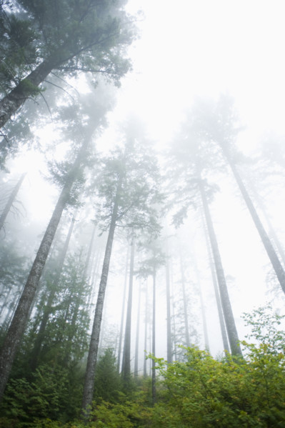 Foggy forest, Hood River, Oregon. Date : 2008