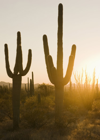 Sun shining on cactus plants, Saguaro National Park, Arizona.