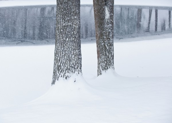 Trees in winter.