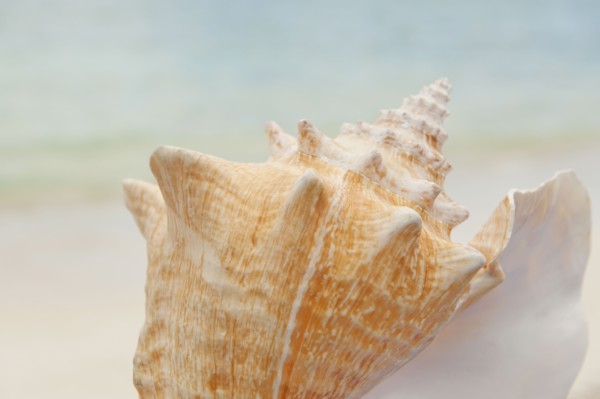 Close up of conch shell.