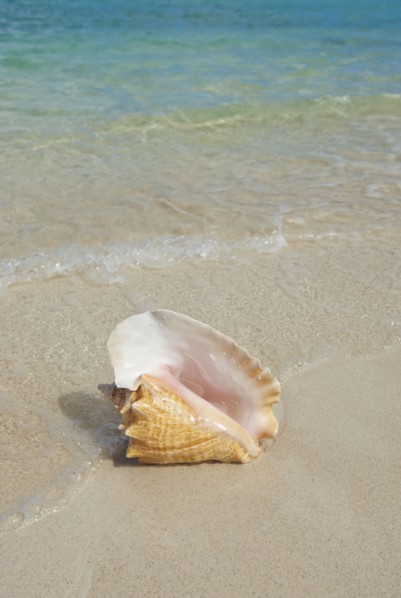 Conch shell on beach.