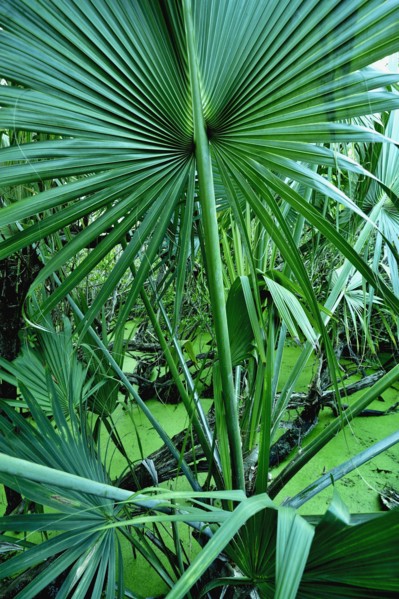 Tropical plants in salt pond.