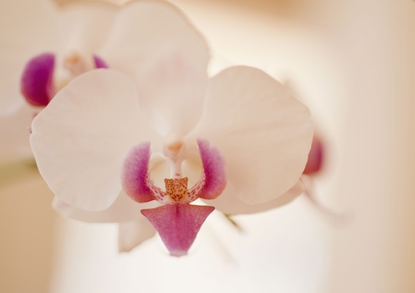 Close up of orchid.