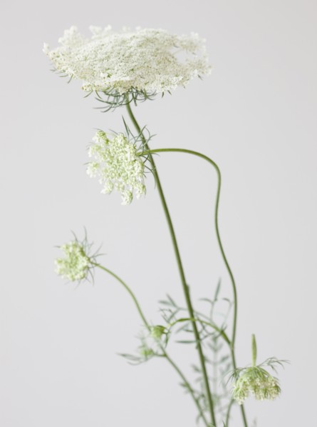 Close up of flower. Photographe : Jamie Grill