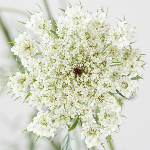 Close up of flower. Photographe : Jamie Grill