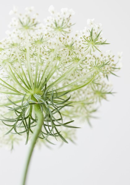 Close up of flower. Photographe : Jamie Grill