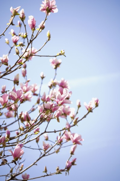 Close up of spring flowers on tree. Photographe : Jamie Grill