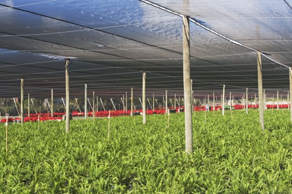 Plants growing in greenhouse. Photographe : fotog