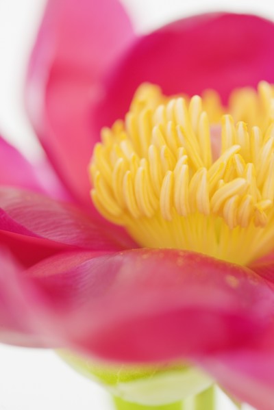 Close up of flower. Photographe : Jamie Grill