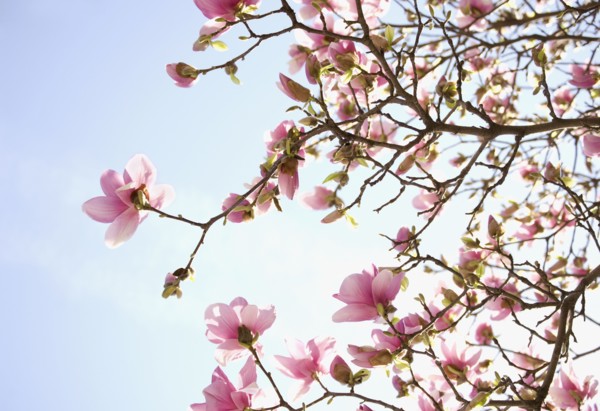 Close up of spring flowers on tree. Photographe : Jamie Grill