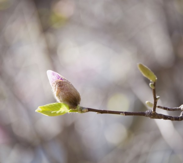 Close up of spring buds on tree. Photographe : Jamie Grill