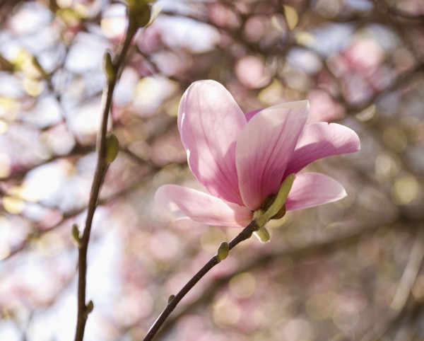 Close up of spring flowers on tree. Photographe : Jamie Grill