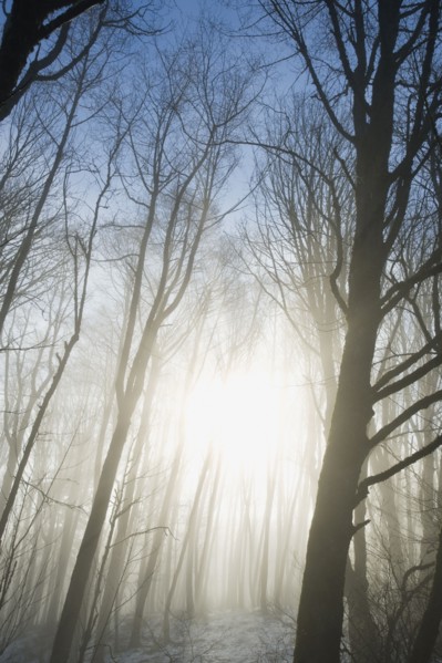 Trees in fog.