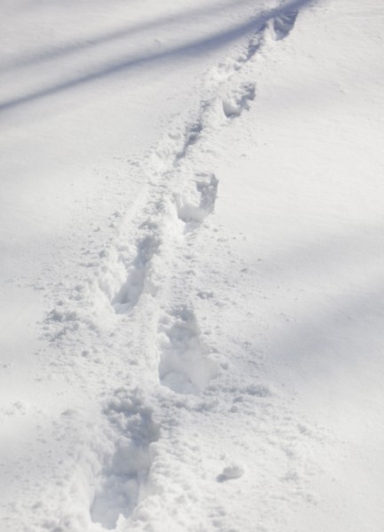 Twigs in snow. Photographe : Jamie Grill
