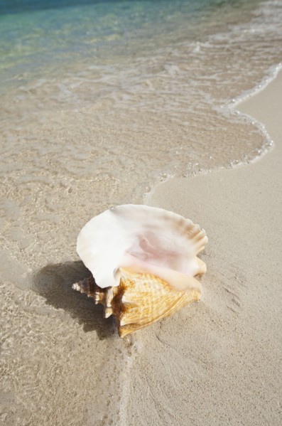 Conch shell on beach.