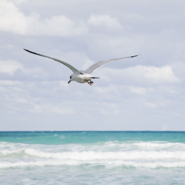 Tropical seascape. Photographe : Jamie Grill