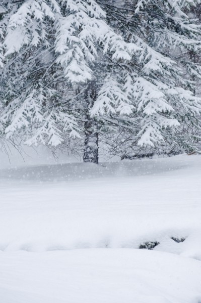 Snowy forest in winter.