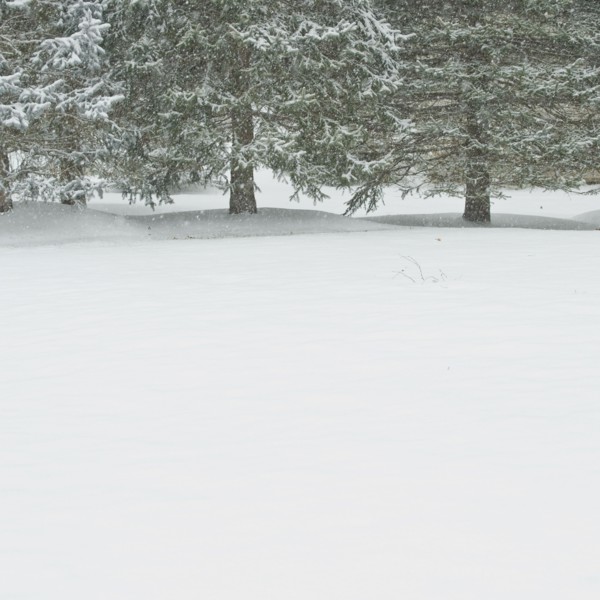 Snowy forest in winter.