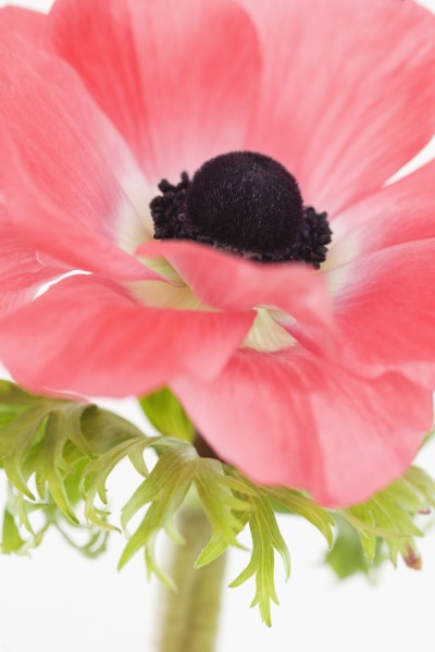 Close up of flower. Photographe : Jamie Grill