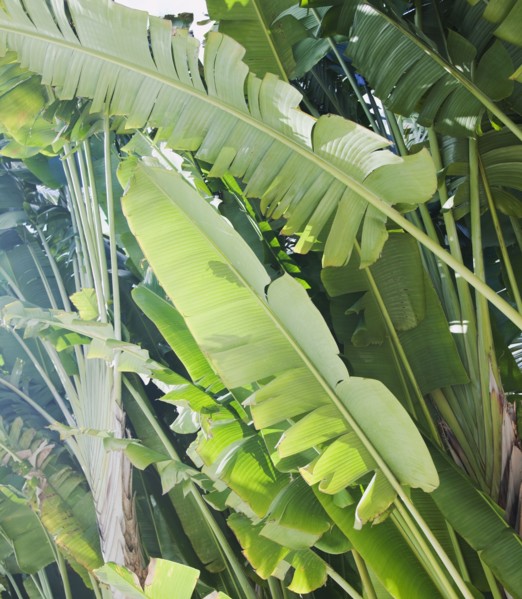 Close up of tropical leaves. Photographe : Jamie Grill