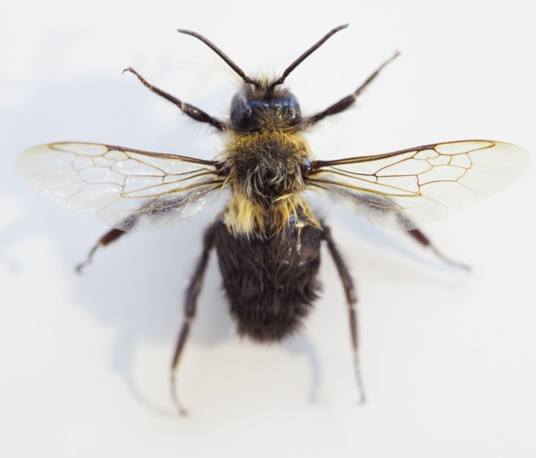 Close up of bee on flower. Photographe : Jamie Grill