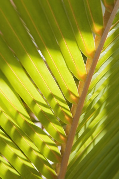 Close up of tropical palm frond.