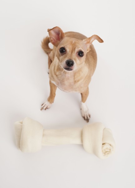 Small dog with big bone.
