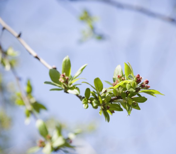 Close up of spring buds on tree. Photographe : Jamie Grill
