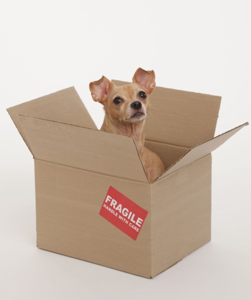 Small dog sitting in box marked fragile.