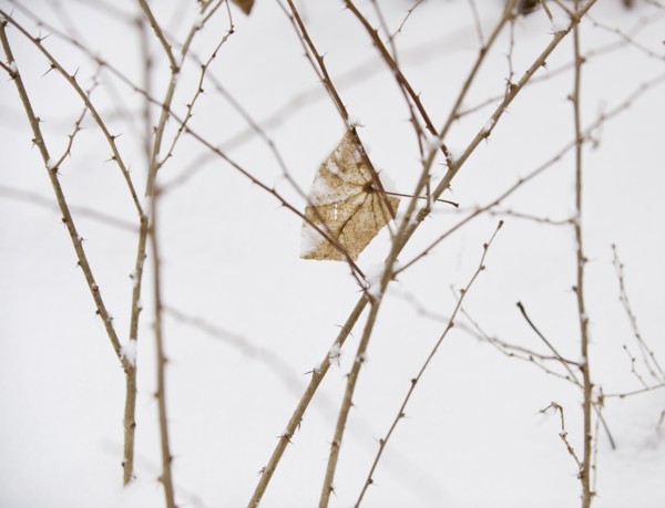Plant in snow.
