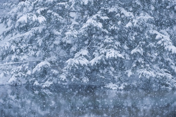 Forest and pond in winter.