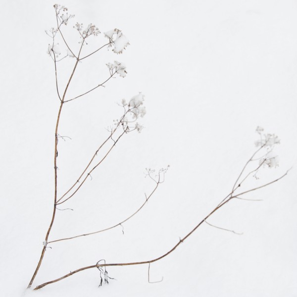 Plant in snow.