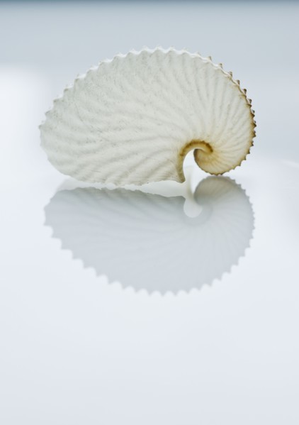Close up of tropical shell.