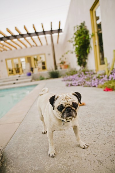 Pug by swimming pool in backyard